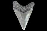 Juvenile Megalodon Tooth - Georgia #75408-1